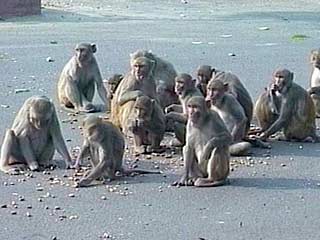 Проведение выборов в законодательную ассамблею Дели оказалось под угрозой срыва в результате проделок обезьян