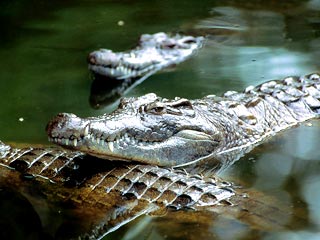 Власти Уганды (Африка) приговорили к смерти четырех крокодилов, которых местные жители подозревают в убийстве 40 человек