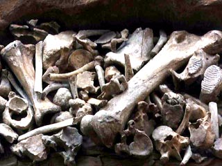 Крупный фрагмент скелета мамонта найден в окрестностях Кривого Рога на Украине