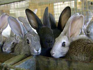 Французским исследователям удалось клонировать кроликов