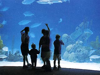 Самый большой в мире аквариум откроется в Москве в сентябре 2003 года