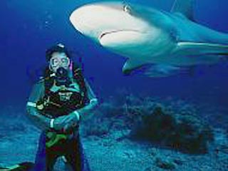 В США проходят испытания прибора , который в режиме реального времени сообщает купающимся о приближении акулы