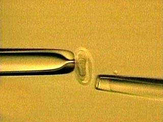 Итальянский генетик Северино Антинори заявил, что он копирует человеческий эмбрион и ожидает результатов своего опыта осенью