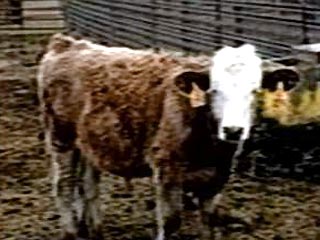 Во Флориде зарегистрирован первый случай заражения "коровьим бешенством"