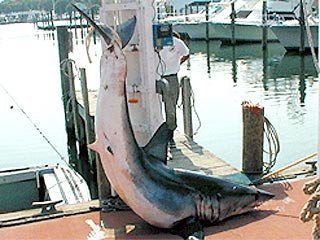 Австралийские рыбаки обнаружили человеческий череп, кости таза и части руки в чреве пойманной ими акулы