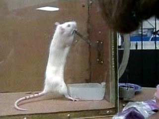 Опыты над крысами позволили ученым из университета Барселоны обнаружить гены, связанные с различными проявлениями тревоги и страха
