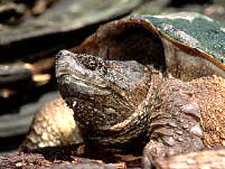 Панцирь черепахи превышал 40 см