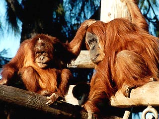 В провинции Центральный Калимантан орангутаны заболели гепатитом Б