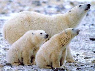 Белым медведям грозит исчезновение
