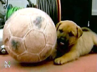 Бриджит Бардо перед чемпионатом мира в Сеуле обратится к любителям собачатины