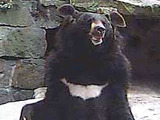В Хабаровском крае гималайский медведь напал на наряд пограничников