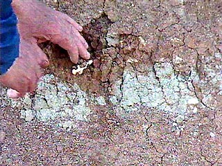 Похожие на жуков существа длиной 20 см выползли из моря на сушу и оставили следы на песчаных дюнах 480-500 млн. лет назад