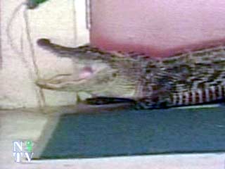 Крокодил длиной 2,5 метра укусил укротителя за голову