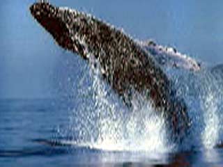 Ученые разгадали тайну легендарного кита Моби Дика