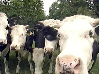 В Южной Корее зафиксирован первый случай ящура среди коров