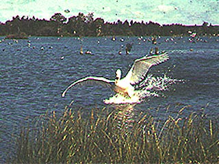 Разъяренный лебедь, защищая своих птенцов, напал на пловца в Дунае