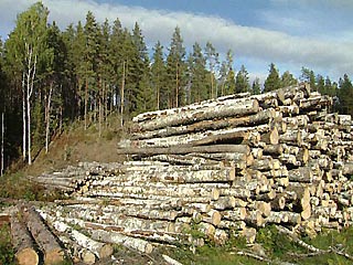 Правительство России во вторник решает судьбу лесной отрасли России
