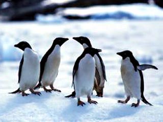 На Фолклендских островах тысячами гибнут пингвины