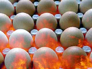 В Новгородской области зажарилась яичница из 20 тысяч яиц