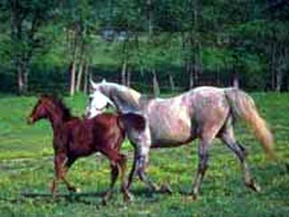 Ученые изучали поведение лошадей и обнаружили, что кобылы и мерины имеют яркие и разнообразные черты характера