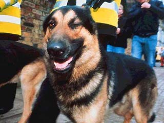 В Нью-Йорке появится 300 памятников собакам-спасателям