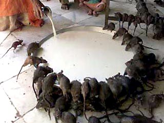 В храме Карни Мата Хинду в Дешноке, Раджастан, уже давно безмятежно проживают сотни крыс