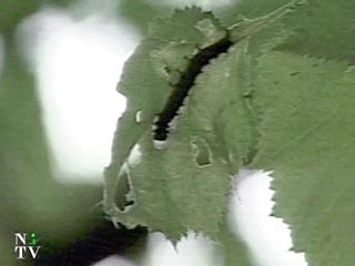 Иллинойс атаковали гусеницы-шелкопряды