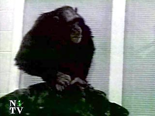 Скончалась одна из самых умных шимпанзе в мире