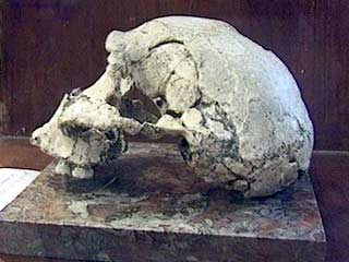 В Грузии найден череп человека, мозг которого был не больше, чем у гориллы