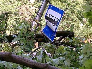 Рухнувшее дерево разрушило автобусную остановку и задавило двух женщин