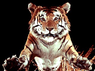 В Хабаровском крае тигр напал на человека