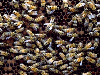 90-летний австриец выжил после 1000 пчелиных укусов