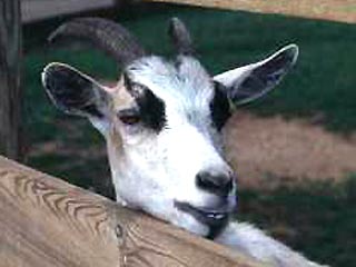 В Ростовской области санитарные врачи подтвердили диагноз сибирской язвы у умершей домашней козы