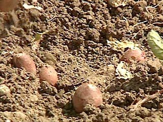 Охранники огородов забили насмерть двух похитителей картошки