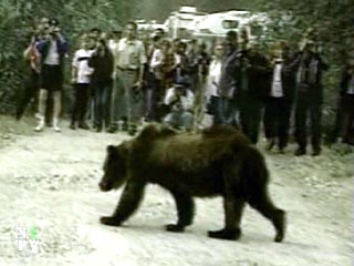 В сибирском городе Братск неделю гулял по улицам ручной медвежонок Гоша, сбежавший из зоопарка