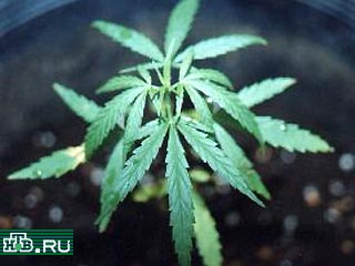 Канадский суд разрешил хранение марихуаны
