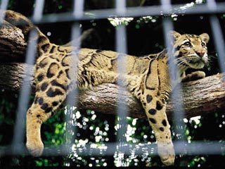 В Индии скончался самый старый леопард на планете