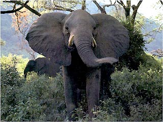 Рассерженный слон убил туристку в Кении