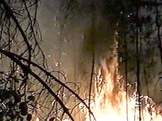С начала засушливого в этом году летнего периода в российских лесах возникло более 20 тысяч очагов возгорания