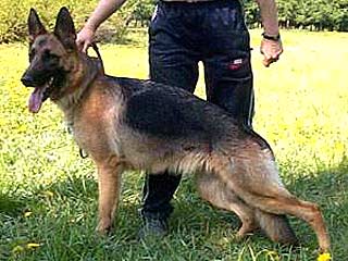 Правительство Москвы увеличит штрафы за нарушения правил выгула собак
