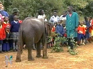 Совет Безопасности ООН усыновил раненого браконьерами 14-месячного слоненка
