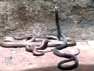 Первая клиника для змей появилась в Индии