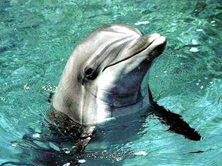 Питомцы Владивостокского дельфинариума кроме игр с мячом и прыжков через обруч, оказывается, умеют рисовать