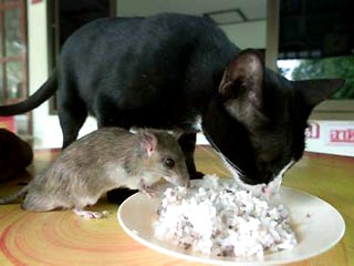 Кошки и крысы проводят вместе весь день