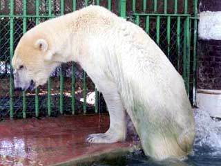 Серьезно пострадали зоопарки городов Саксонии и Саксонии-Ангальт, в которых погибло большое количество животных