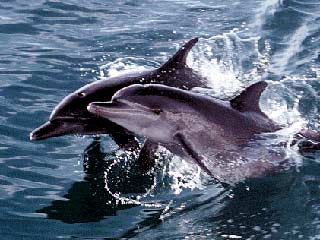 На Украине проводится "перепись" дельфинов