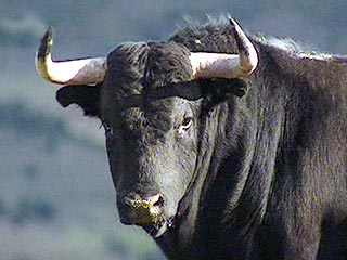 В Томской области бык убил своего хозяина