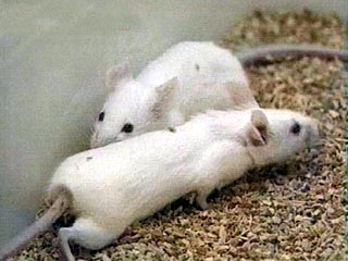 Мыши могут стать банком человеческой спермы