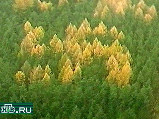 Впервые желтая свастика из лиственниц среди зеленых хвойных деревьев в лесу в 100 километрах от Берлина была обнаружена в 1992 году одним ученым, проводившим топографические съемки местности