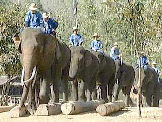 В Таиланде запретили ездить на слонах по улицам города